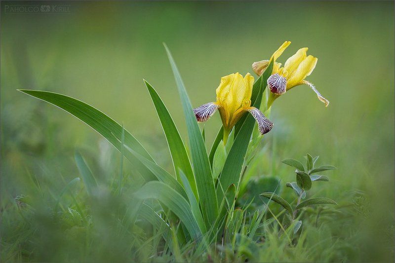 Ирисовый фотофакт фото превью