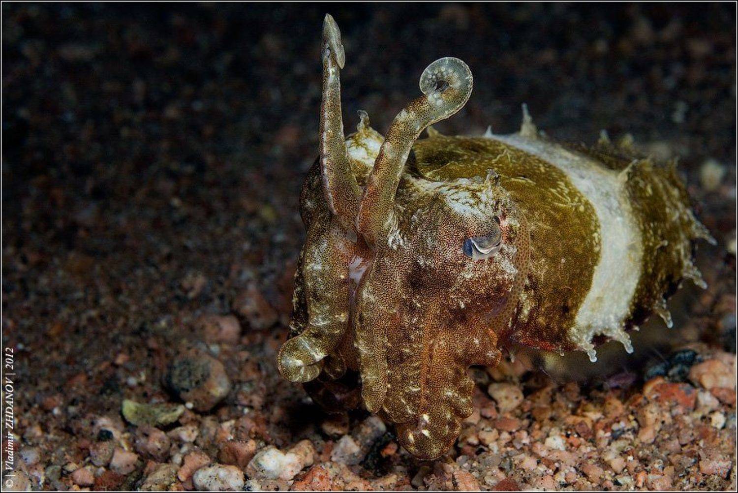 , Владимир Жданов