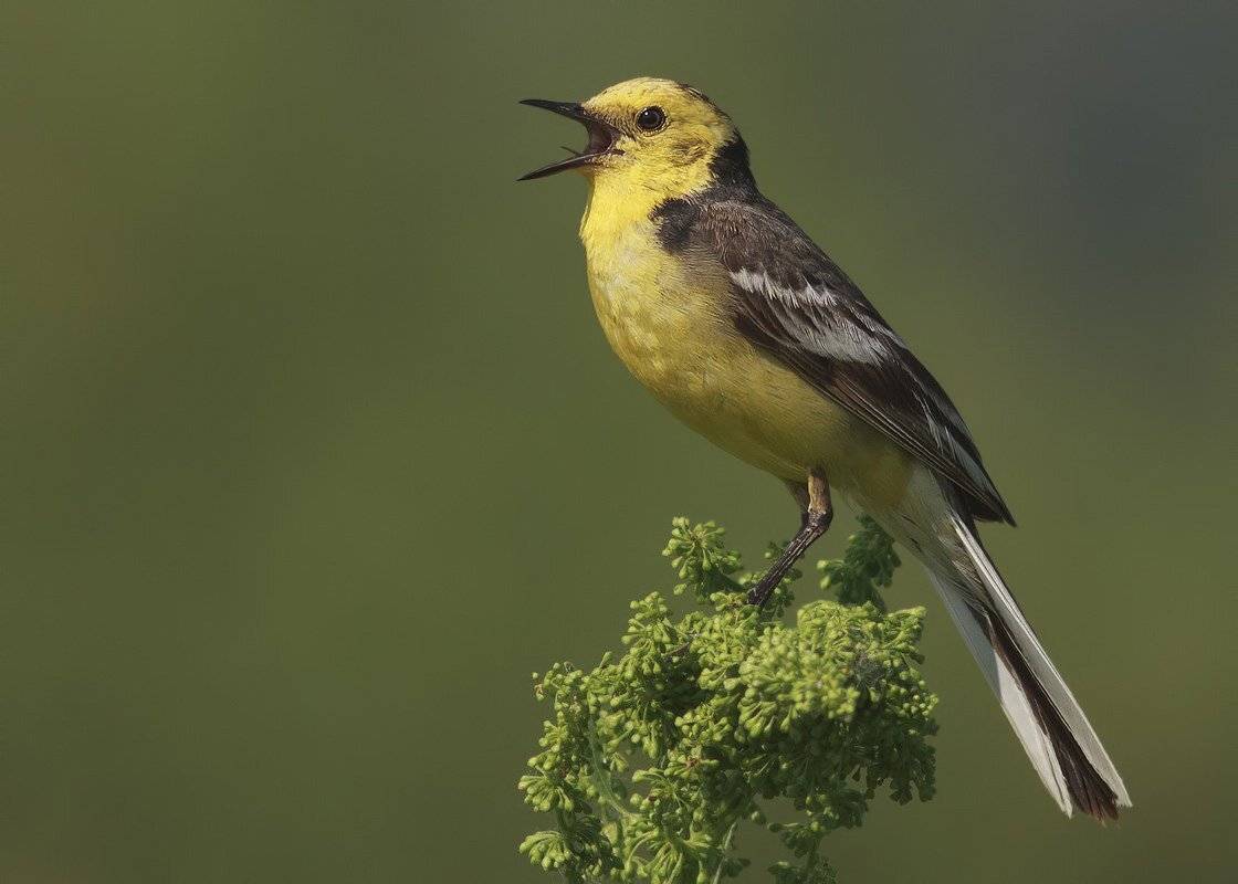 трясогузка, Ляпустин Юра