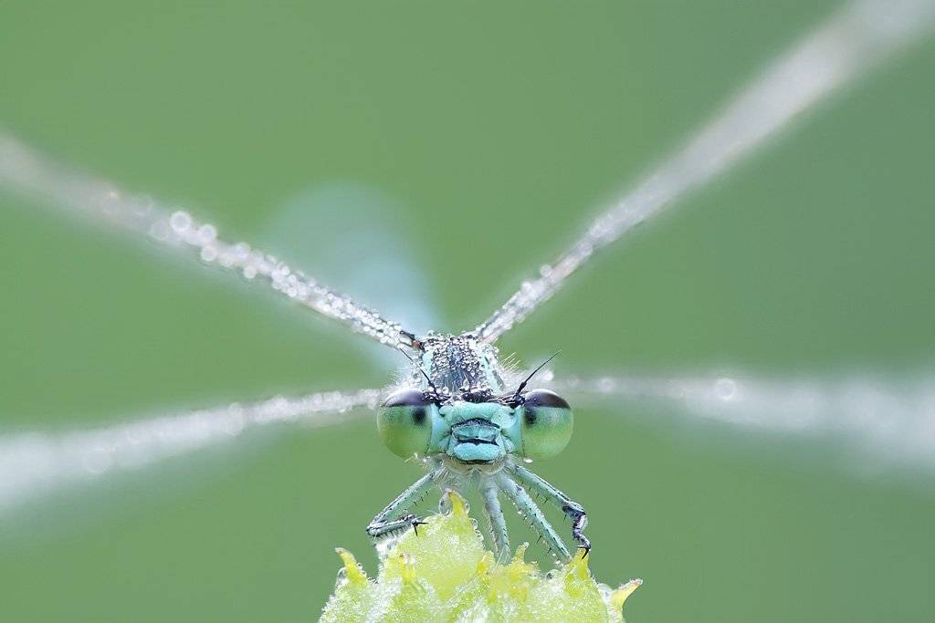 , Сергей Таланов