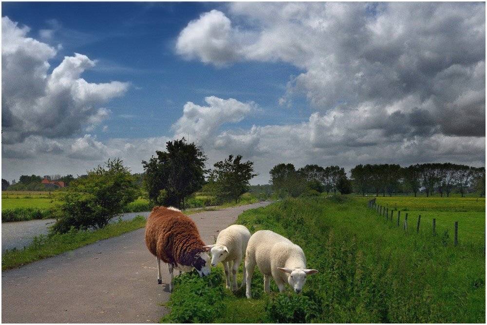 , Johny Hemelsoen