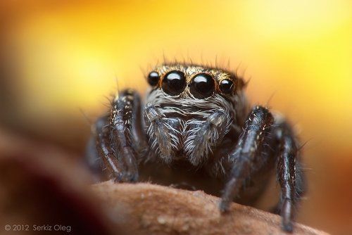 Young Female Jumping Spider Evarcha arcuata