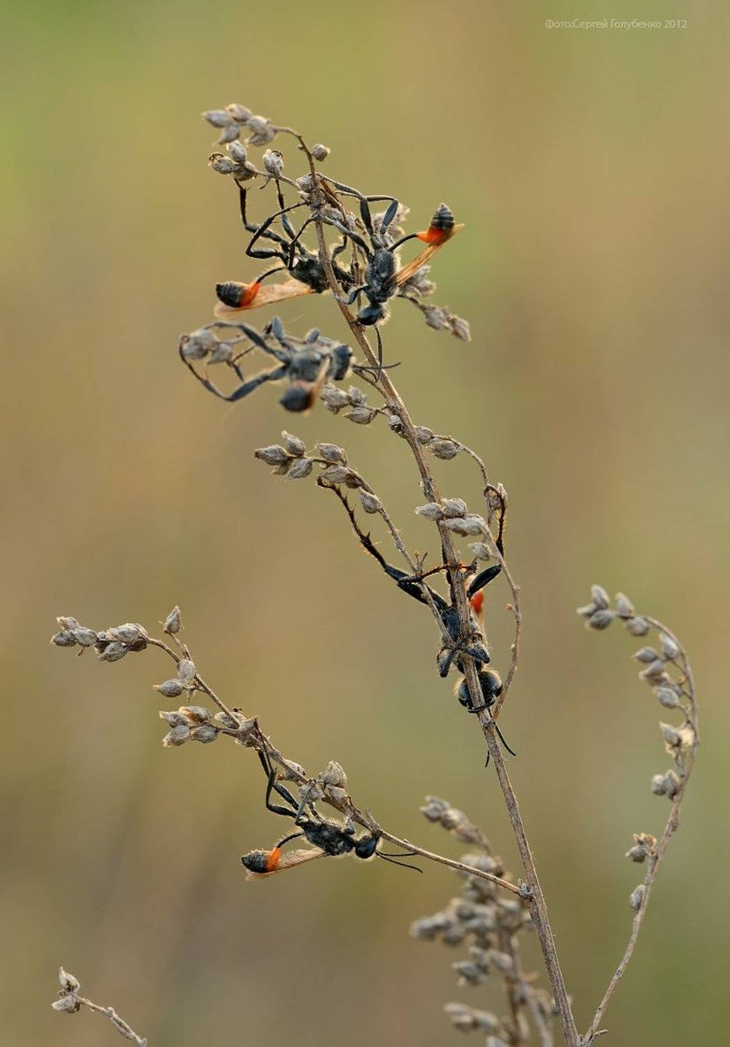 , Сергей Голубенко