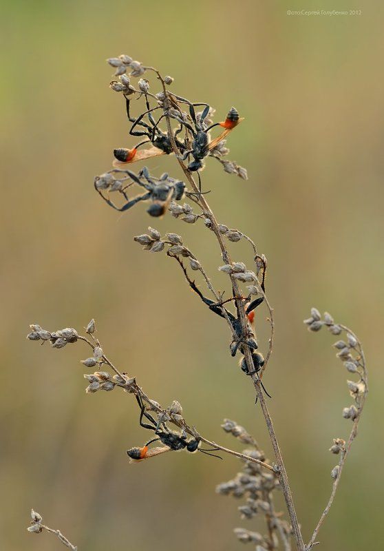 Five фото превью