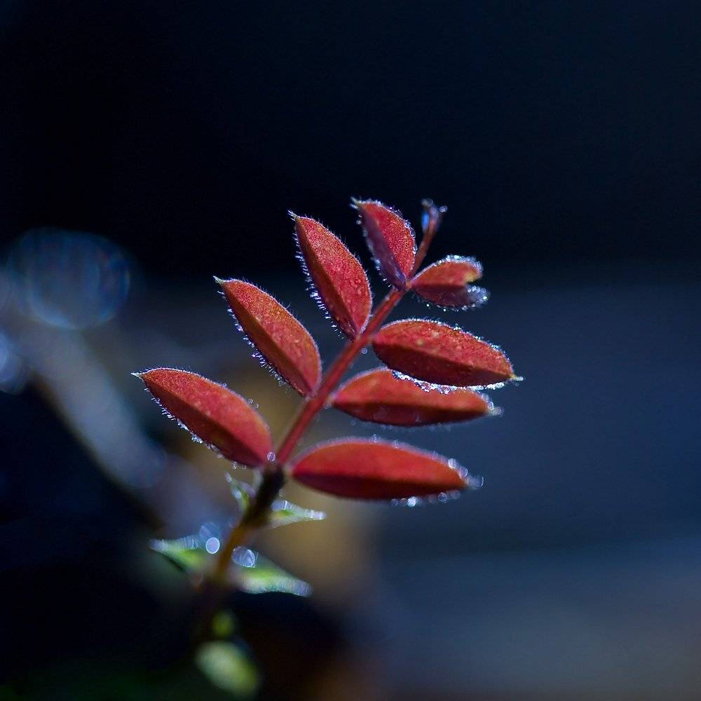 , Александр Аседач