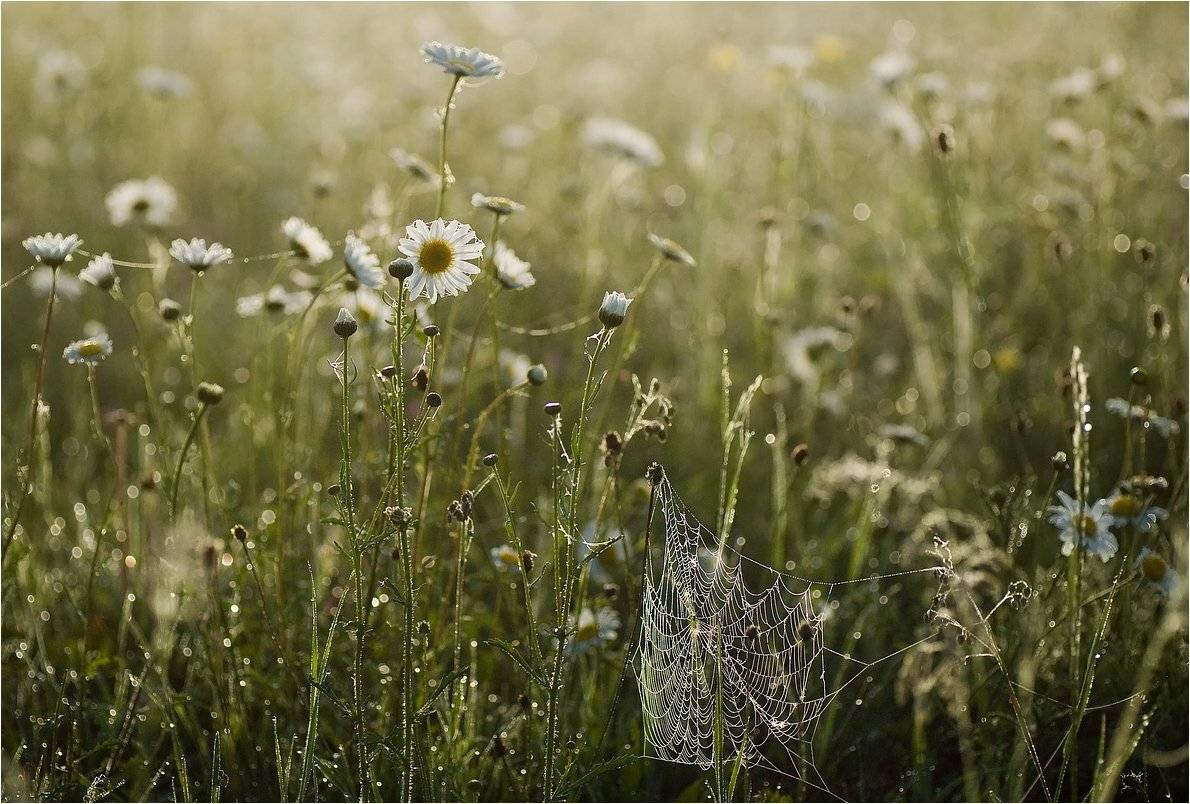 , Николай Шахманцир