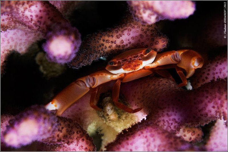 Face-Control фото превью