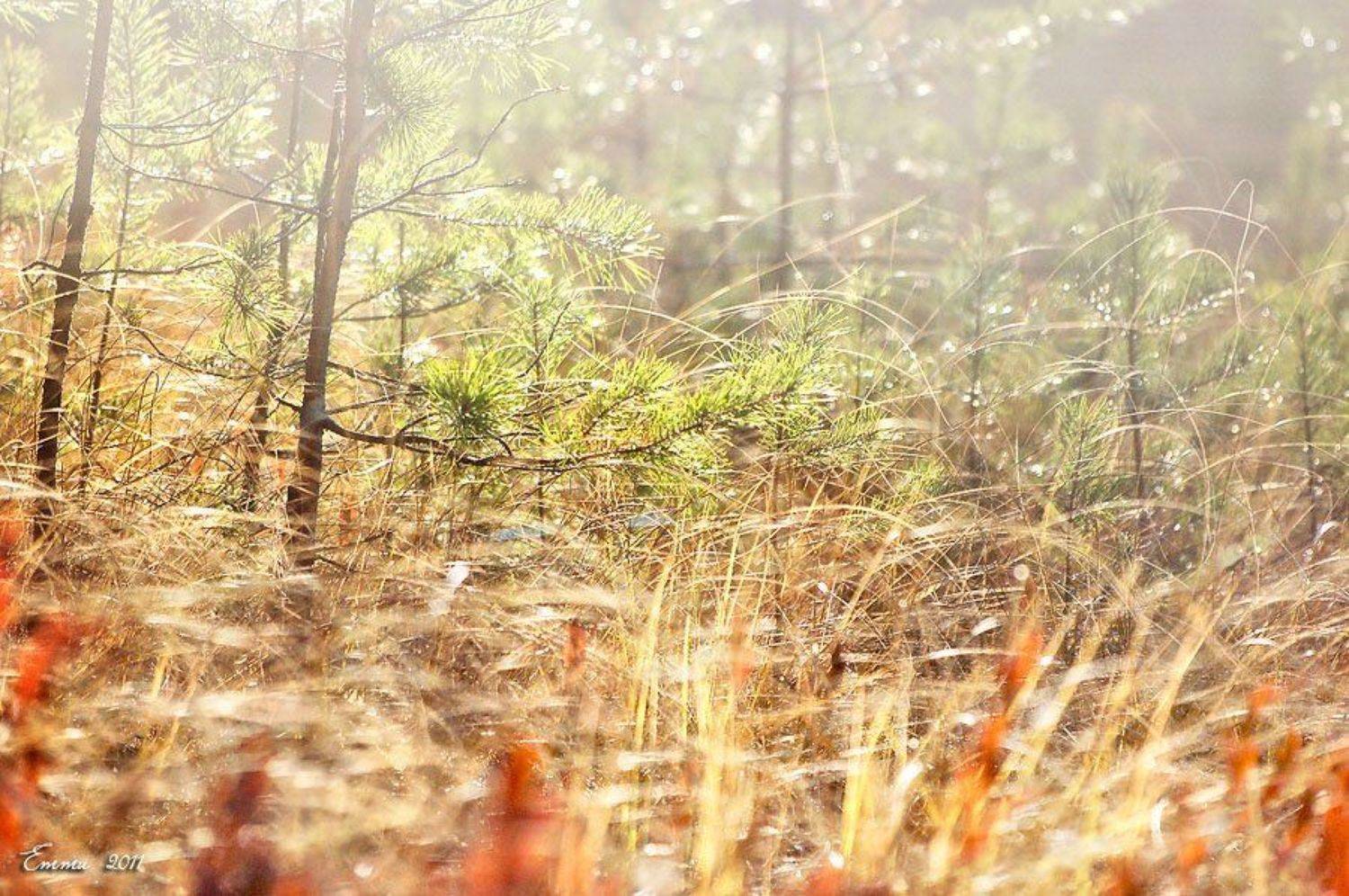 природа, осень, етти