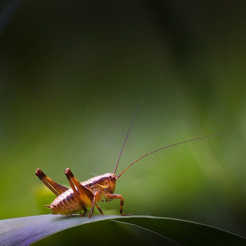 Кузя! фото превью