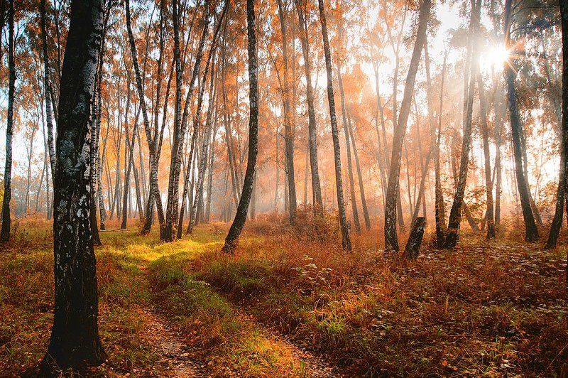 осень Осень. Утро. фото превью