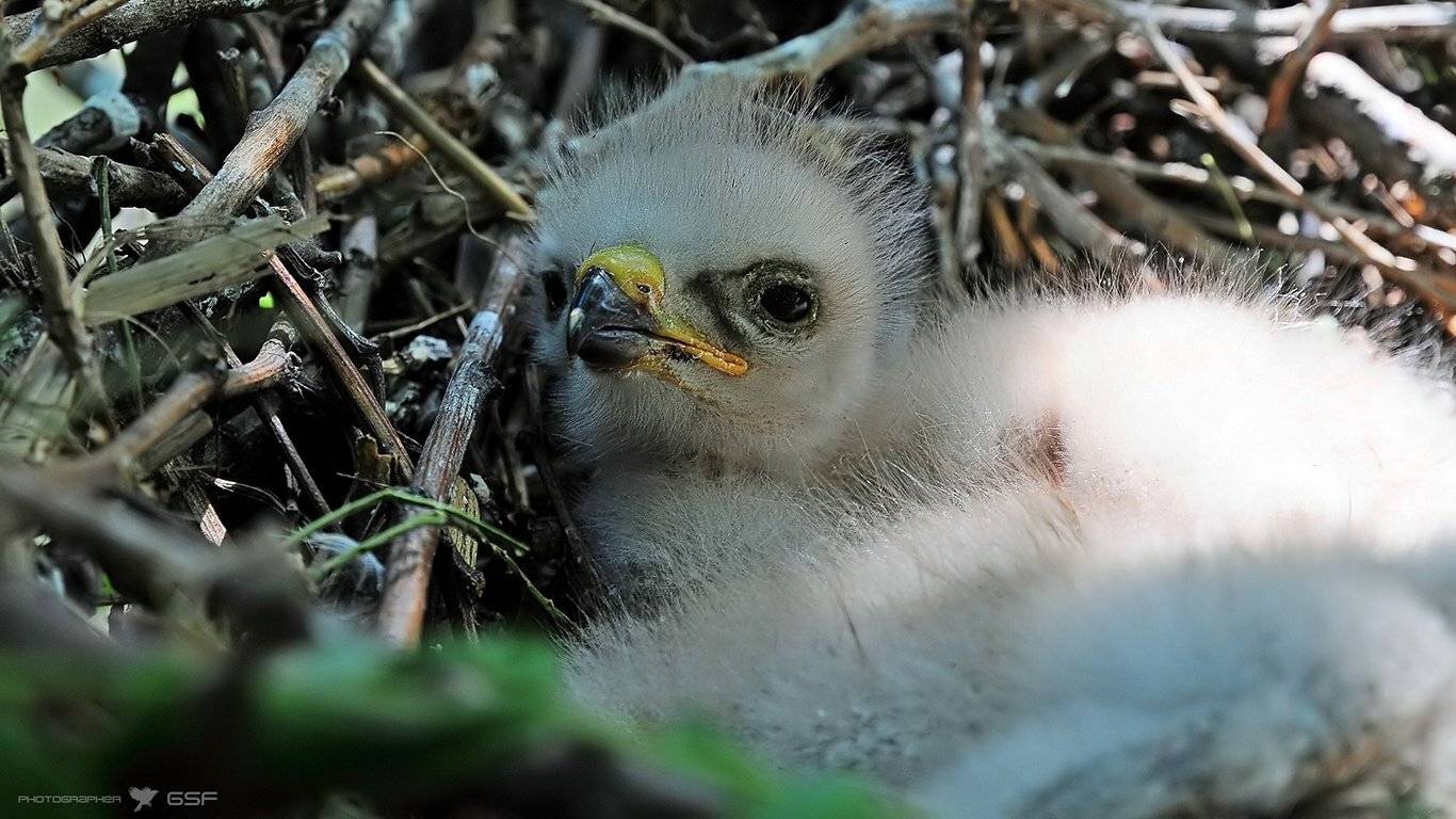 птенец, коршун, хищник, природа, Serj Master