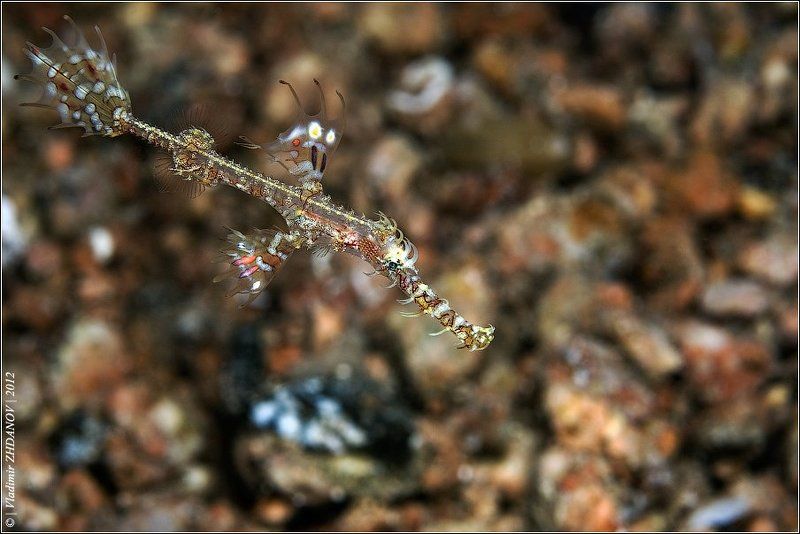- Не морской я конёк, но всё ж...  Согласитесь, очень похож... фото превью