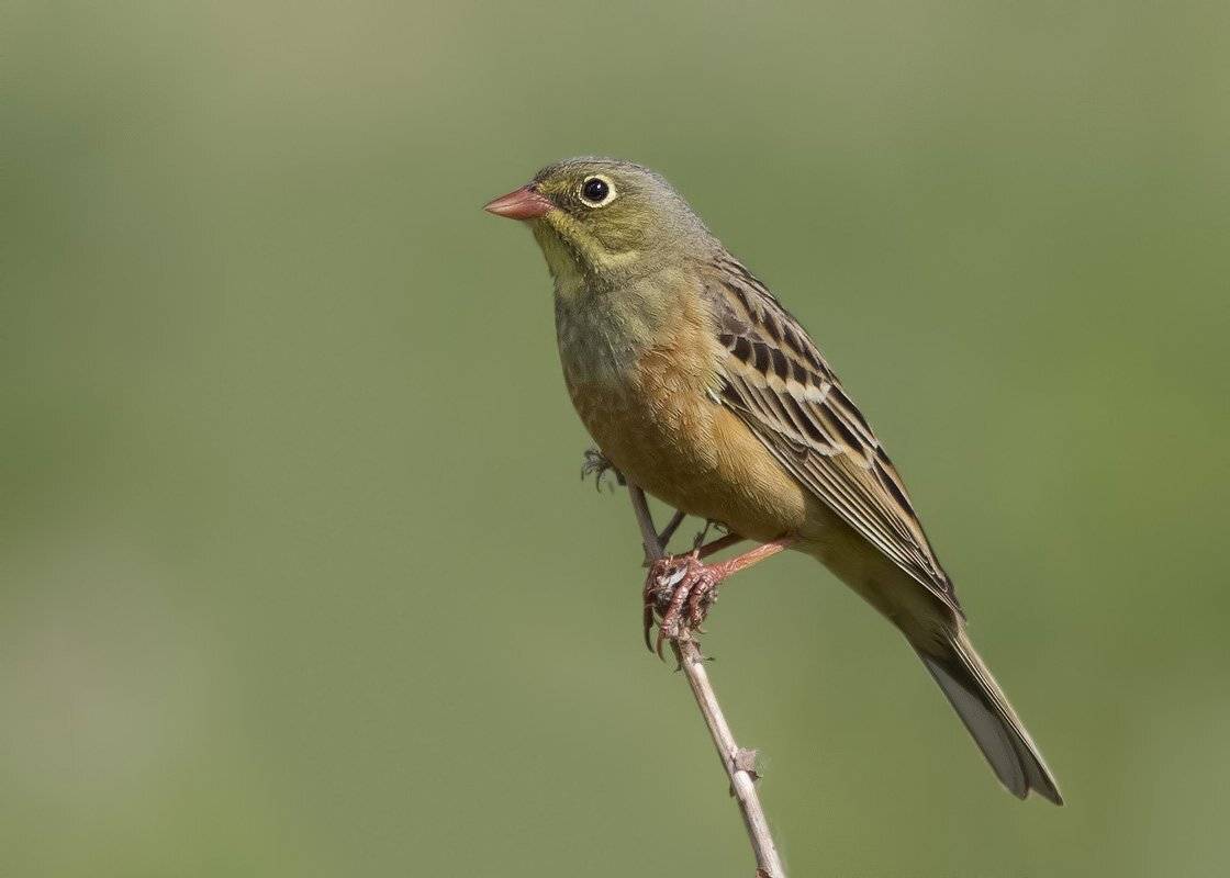 овсянка, садовая, Ляпустин Юра