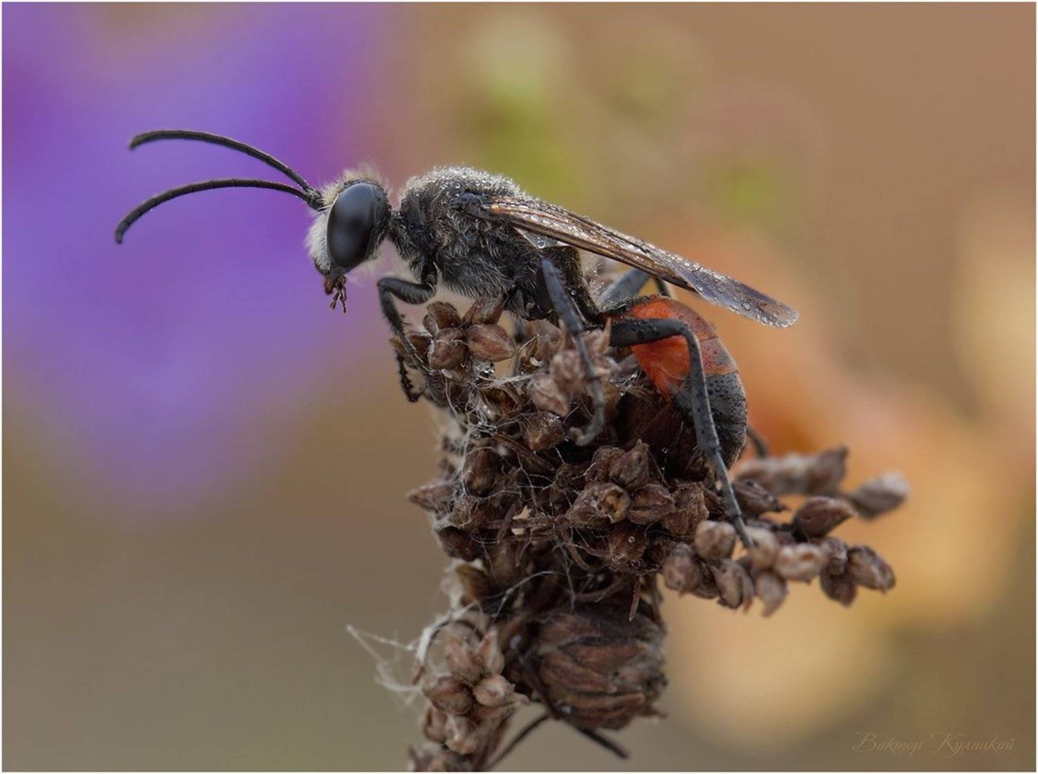 , Виктор Кулицкий