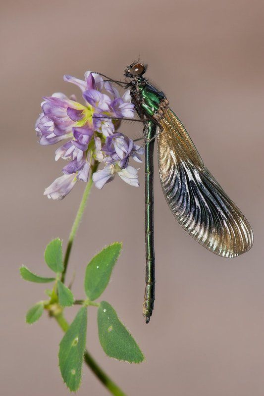 . фото превью