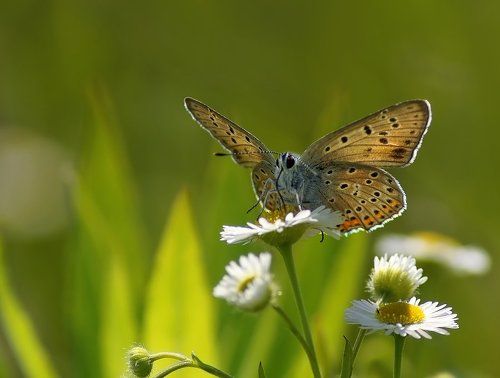 Червонец фиолетовый