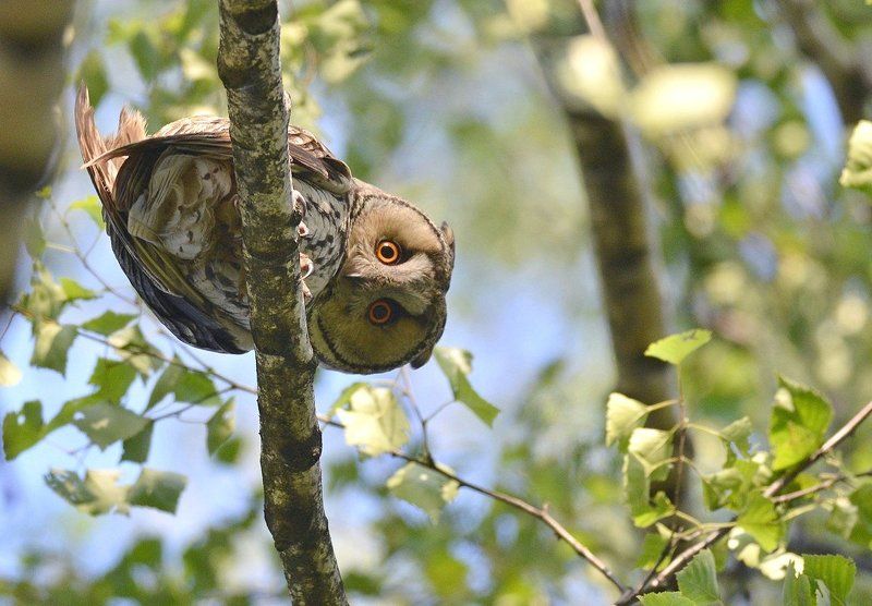 Взгляд фото превью