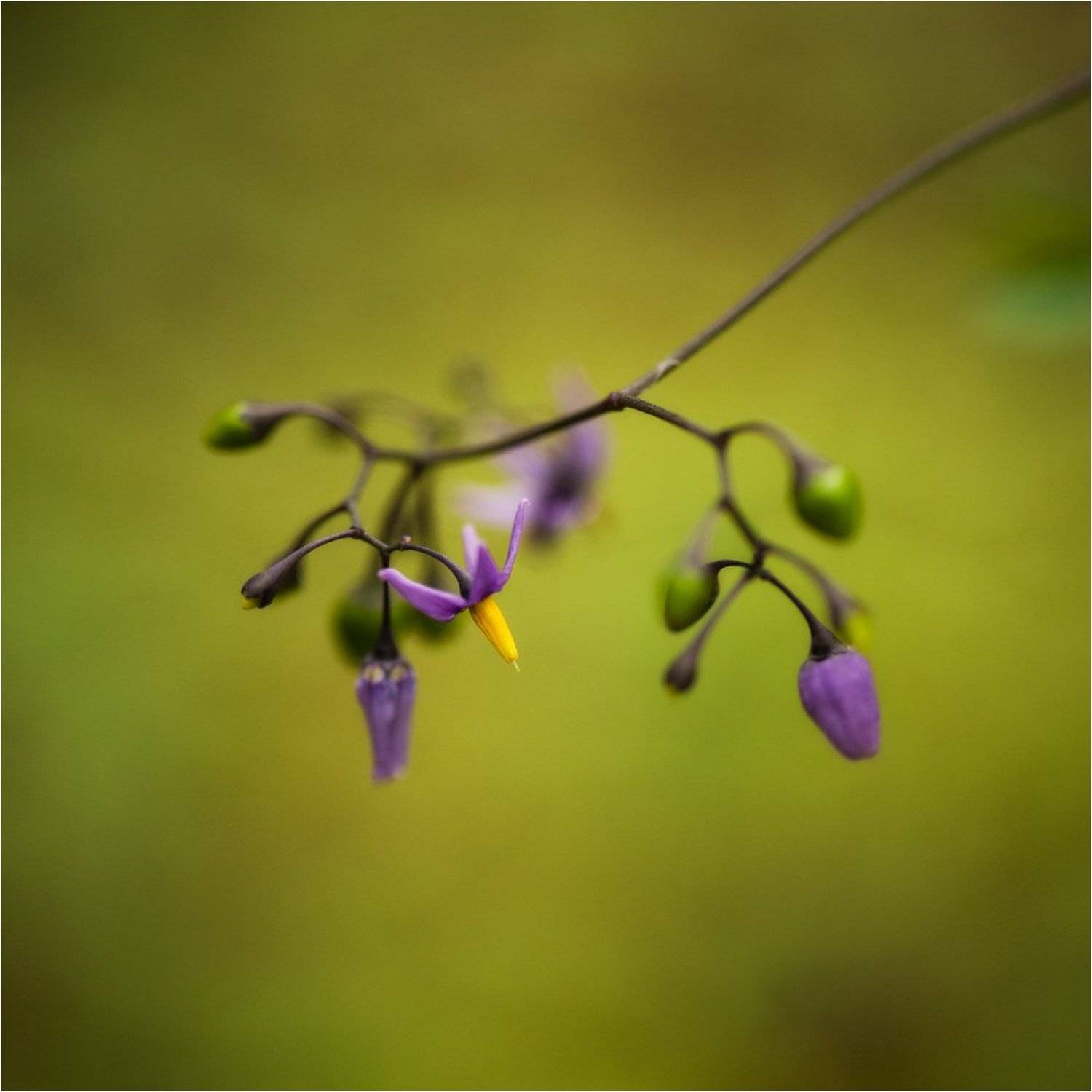 , Алексей Соловей