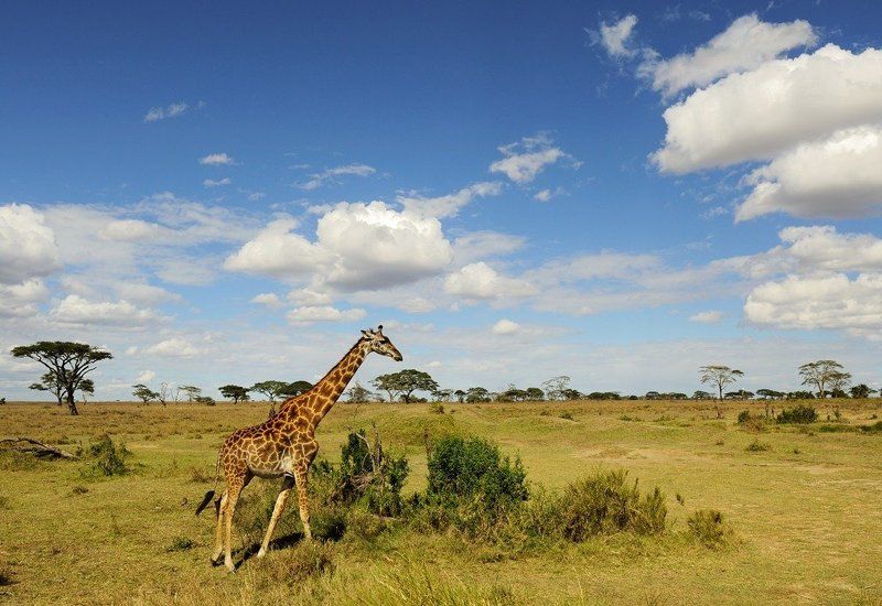 танзания, серенгети, животные Танзания - Серенгети фото превью