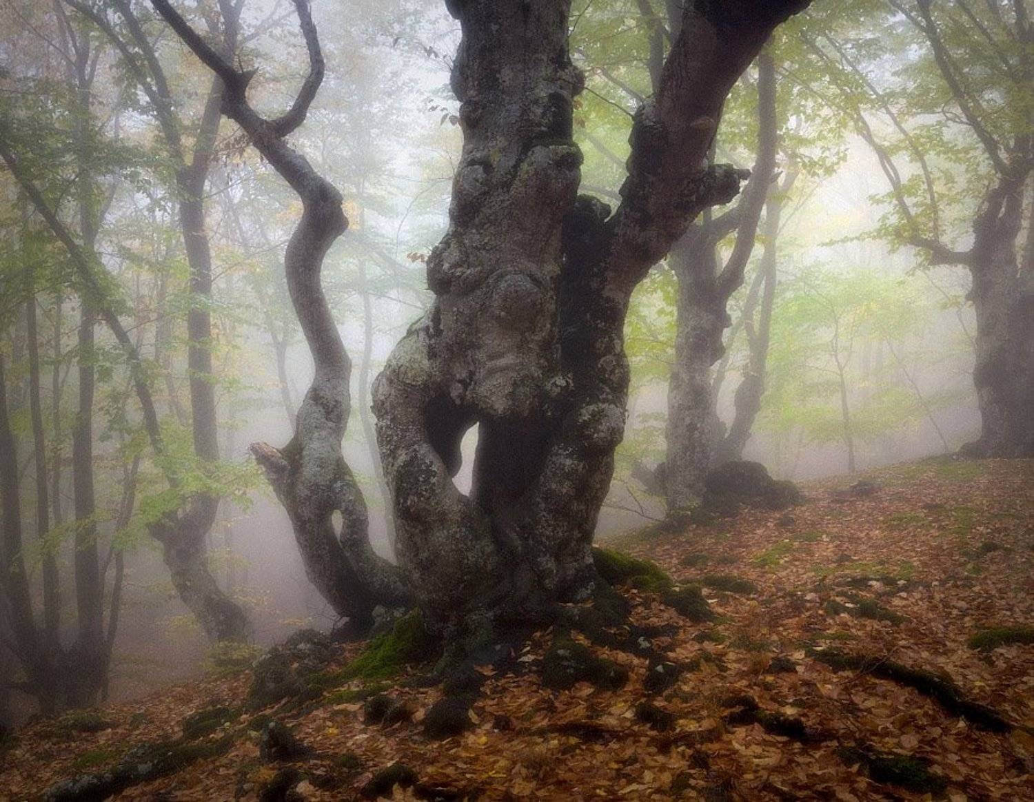 , Алексей Пучков