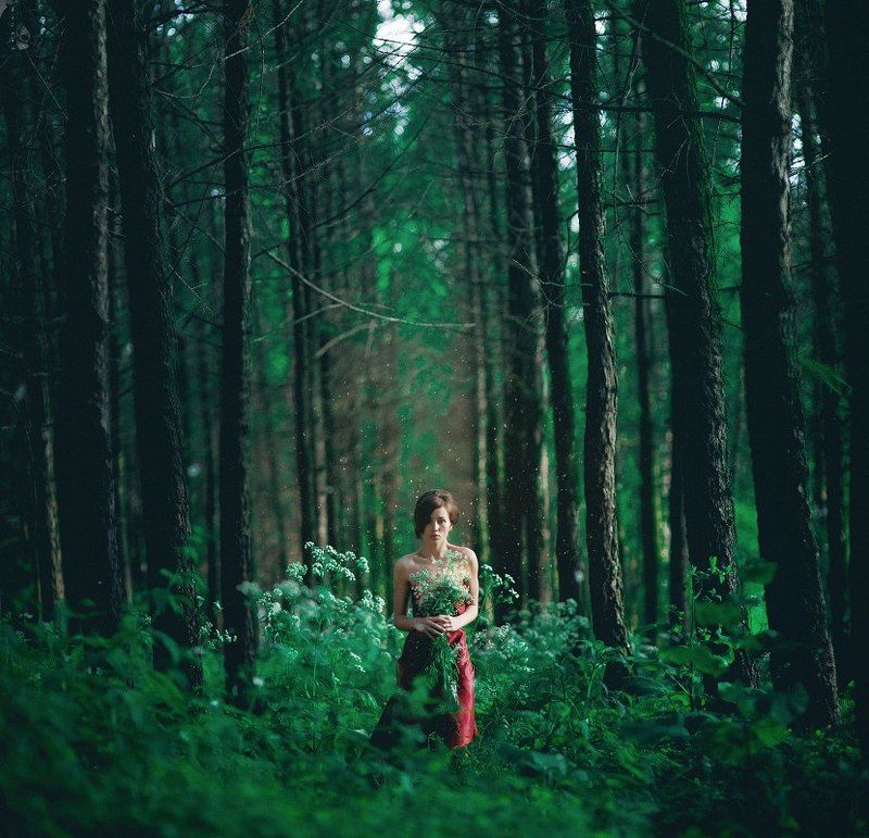 Forest фото превью