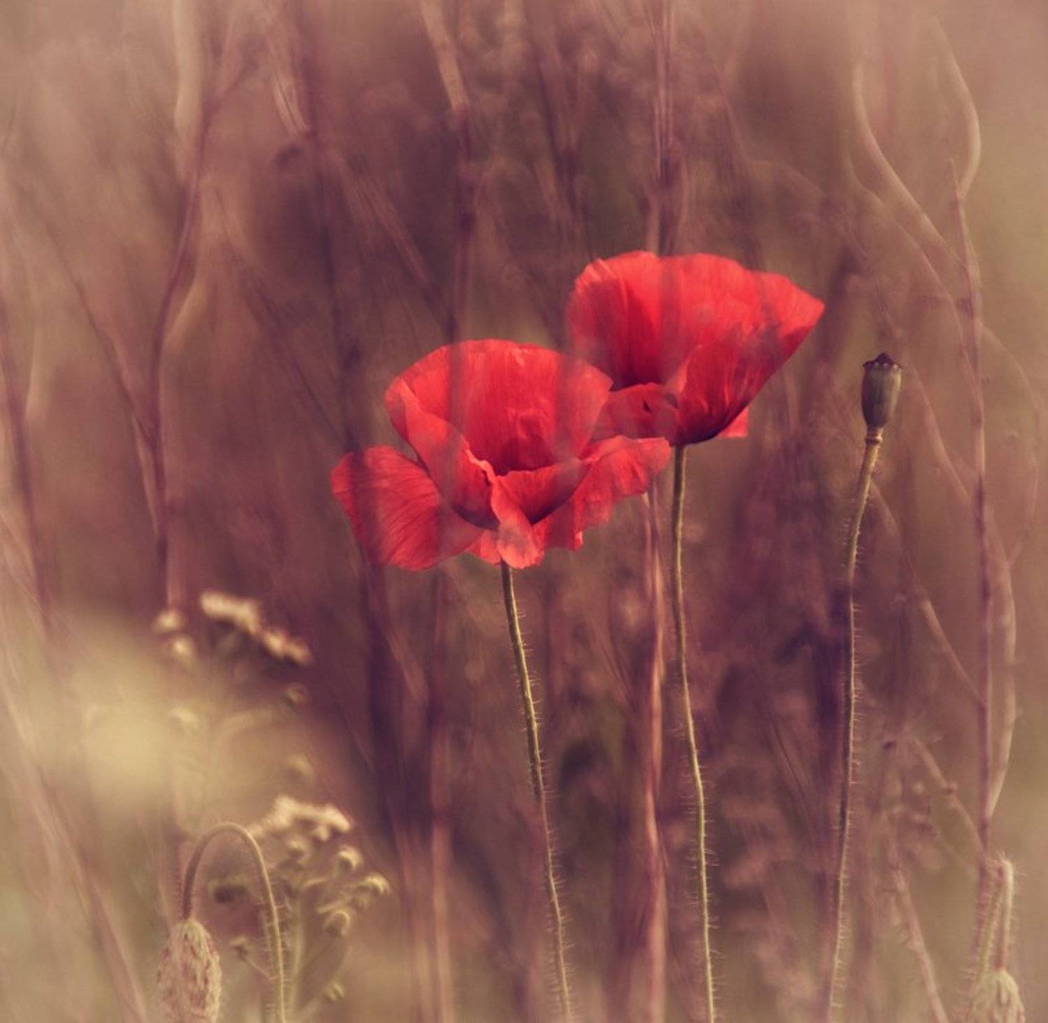 , Лана Тополева