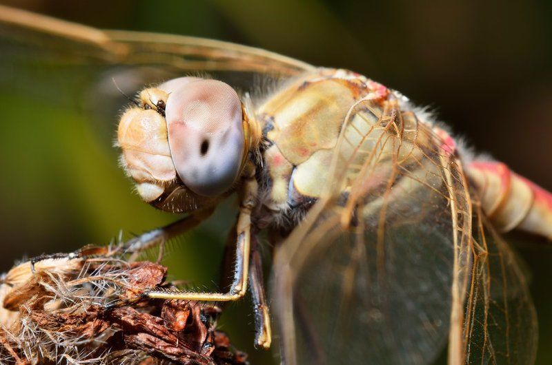 nikon, d7000, dragonfly, macro, close-up, nature, insect, odonata, стрекоза, насекомое, макро, природа, казахстан Драконовая муха фото превью