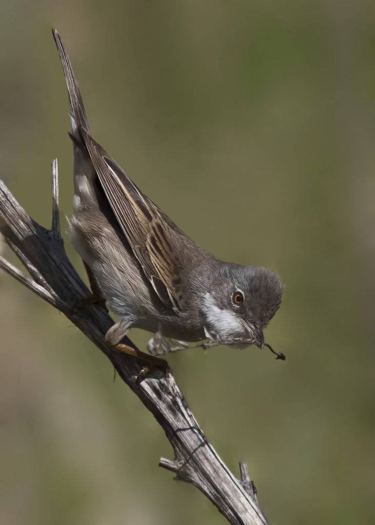 славка, Ляпустин Юра