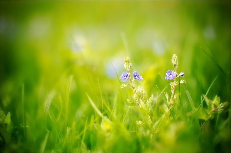 Нежность фото превью