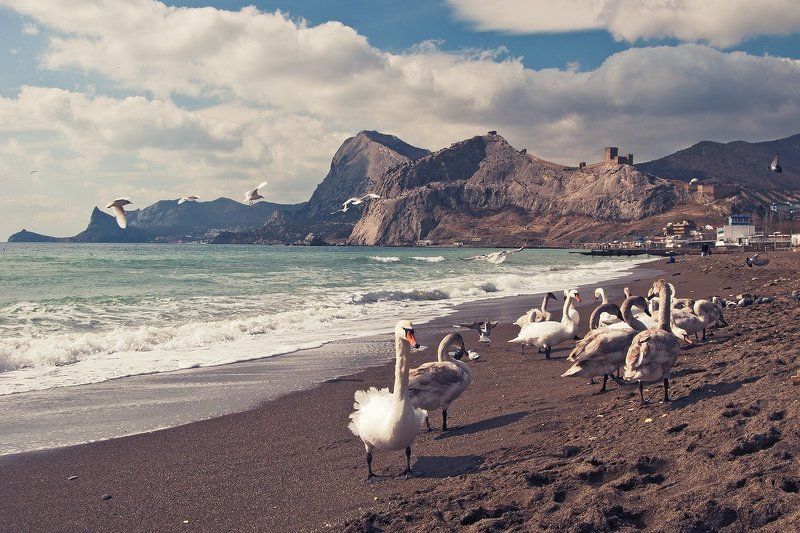 лебеди,море,крепость,судак, Гуси лебеди фото превью