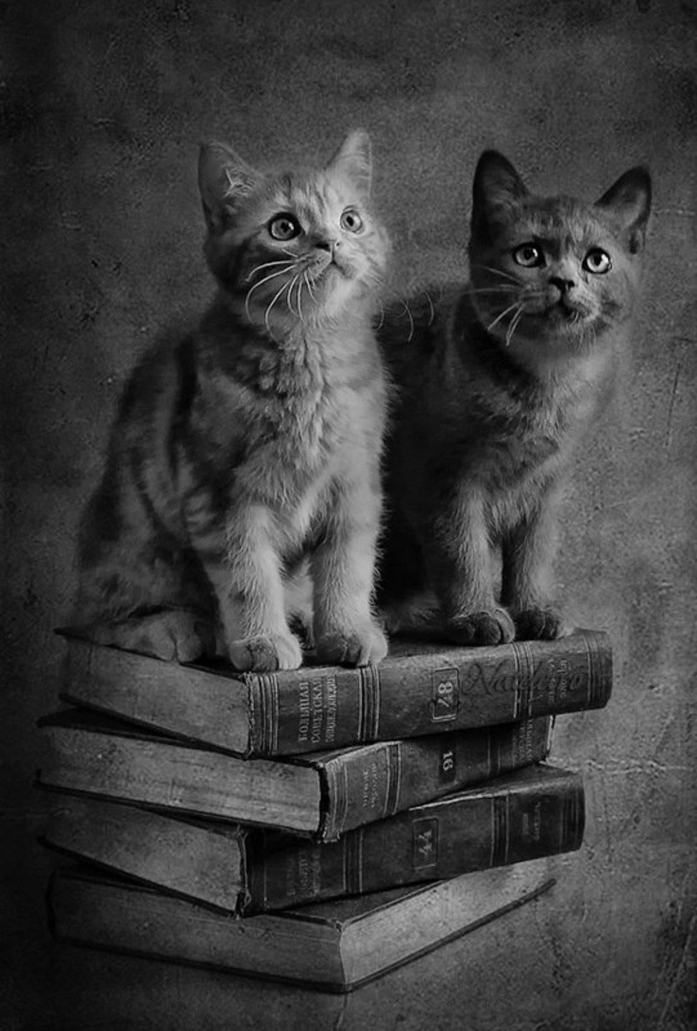 натюрморт, котэ, британцы, бсэ, егэ, Наталья Кузнецова (Nateletro)