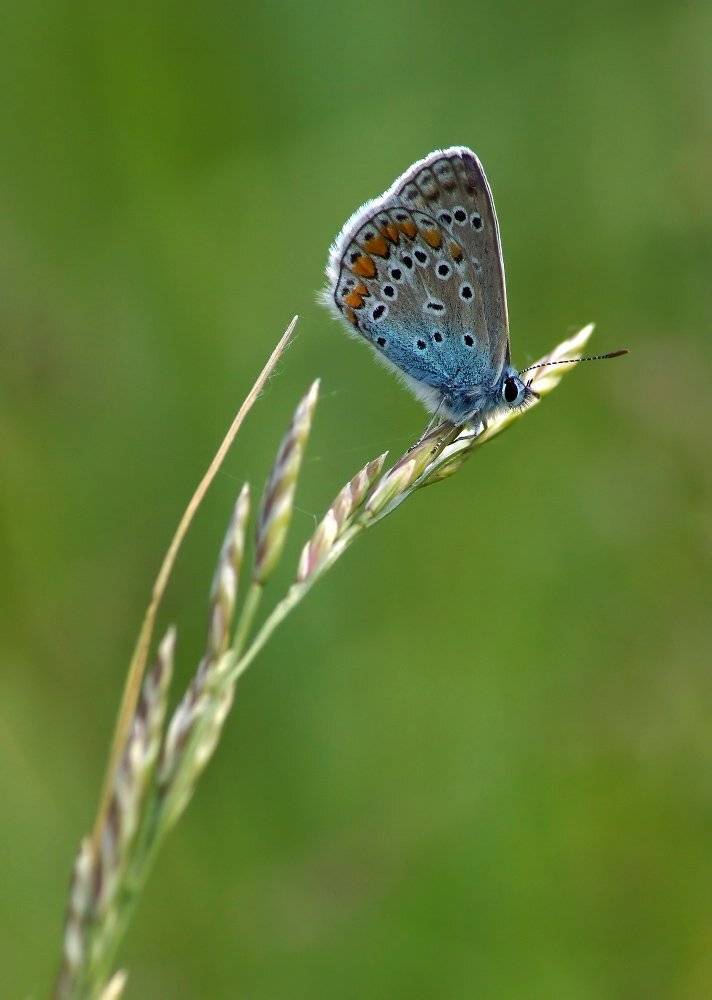 бабочка, голубянка, Cheplenko Aleksey