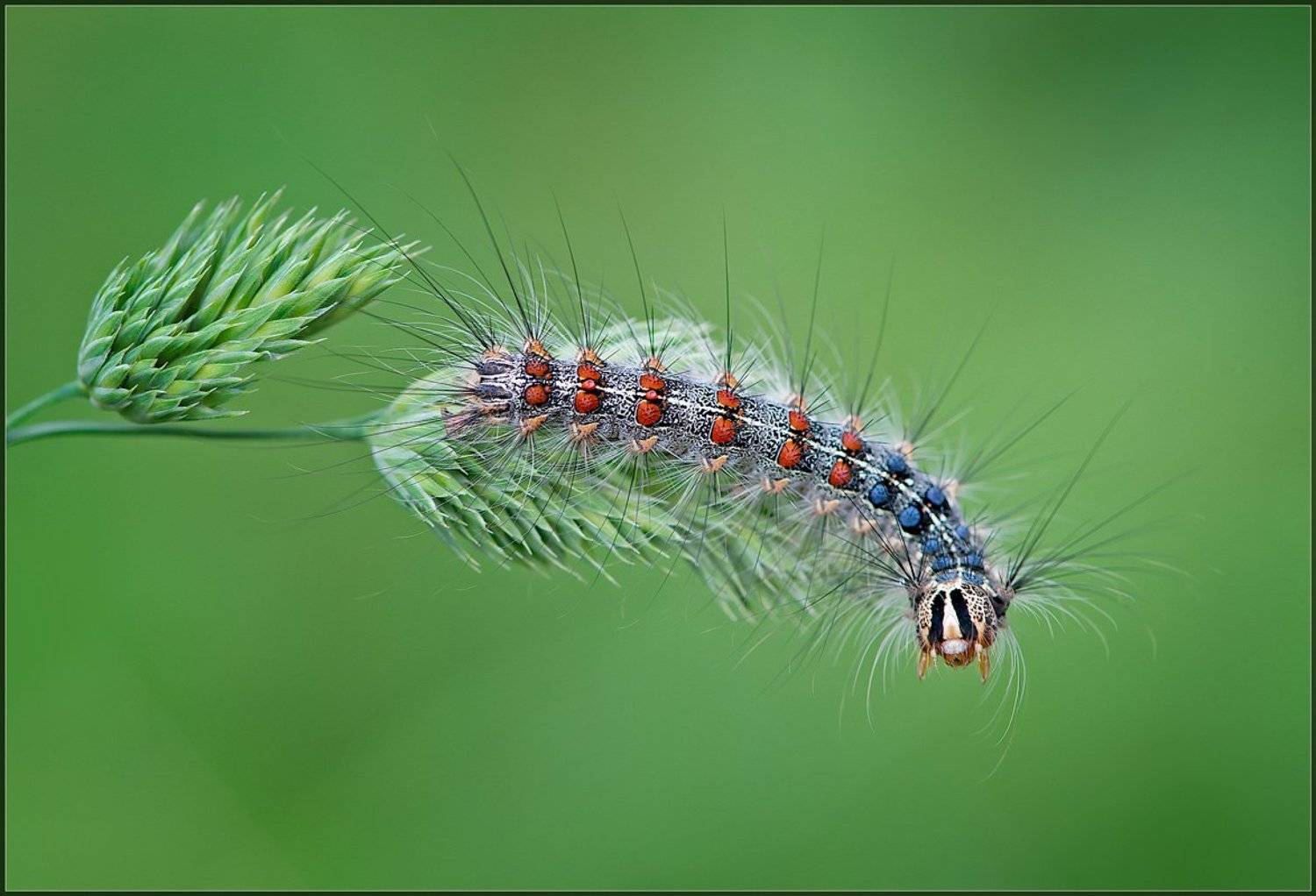 , Евгений Кирилкин.