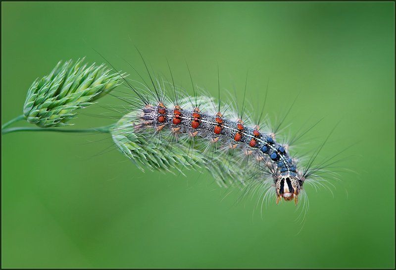 Гламурная. фото превью