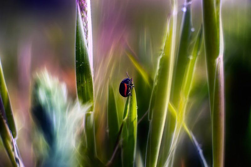 In my dreams... фото превью