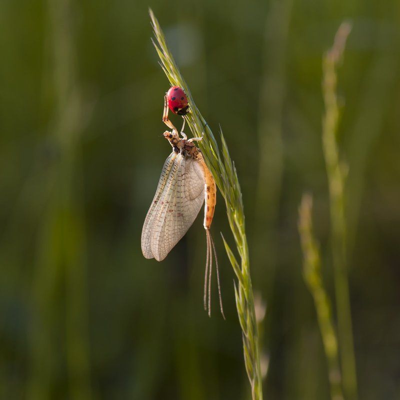 mayflay фото превью