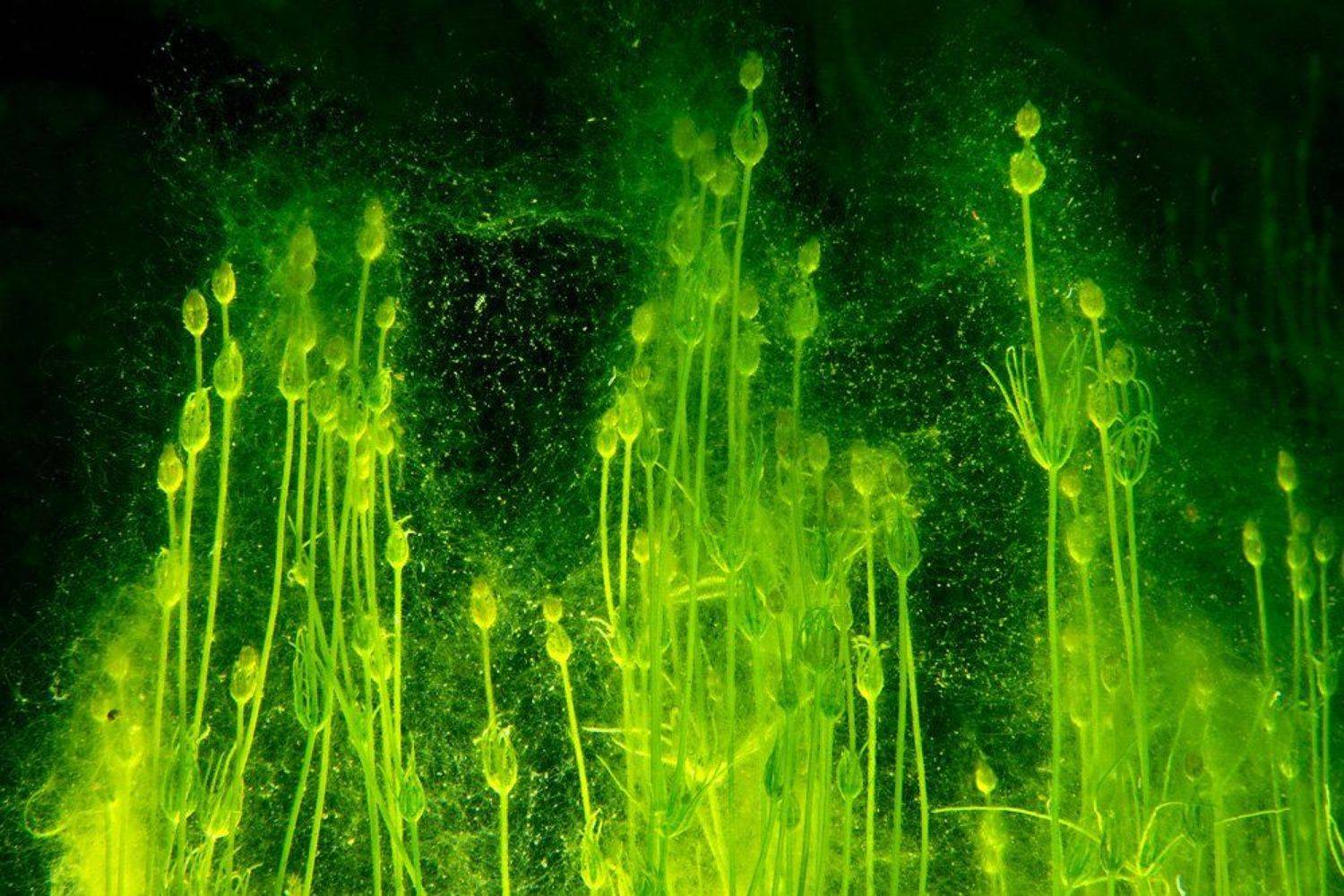 , Витя Лягушкин