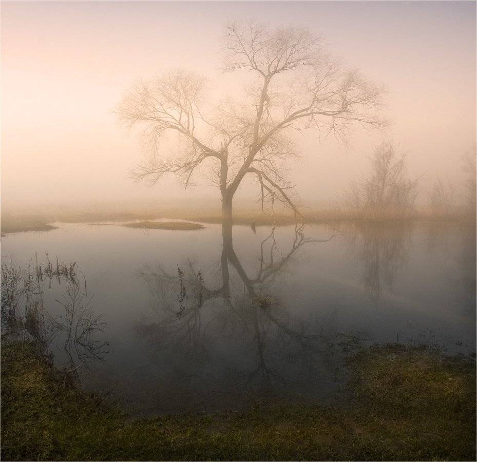утро, туман, река, дерево, птицы, Александр Киценко