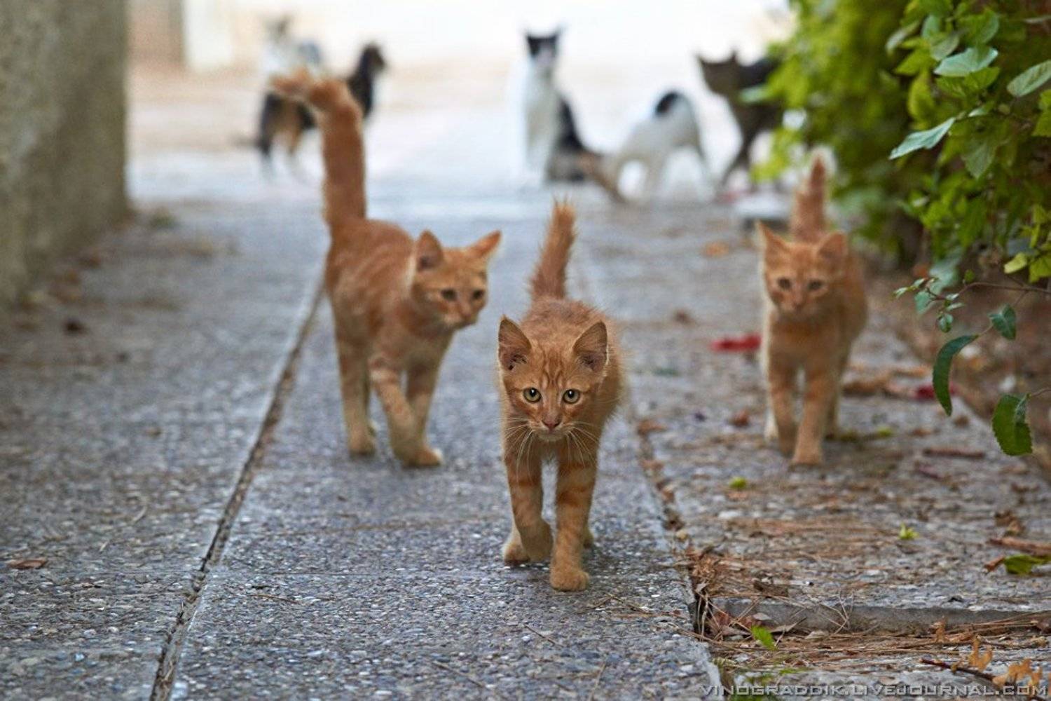 , Александр Виноградов