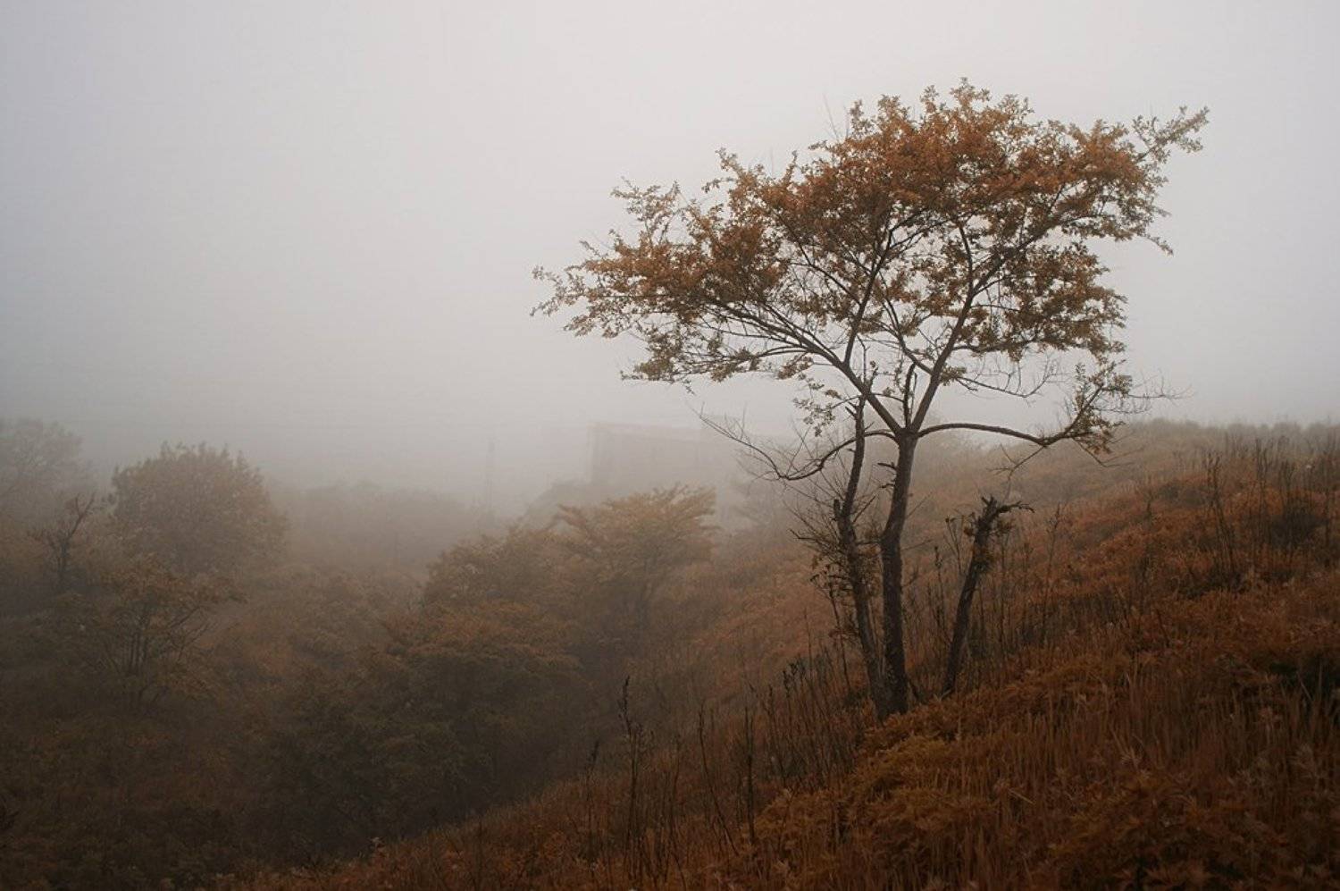 , олег сопов