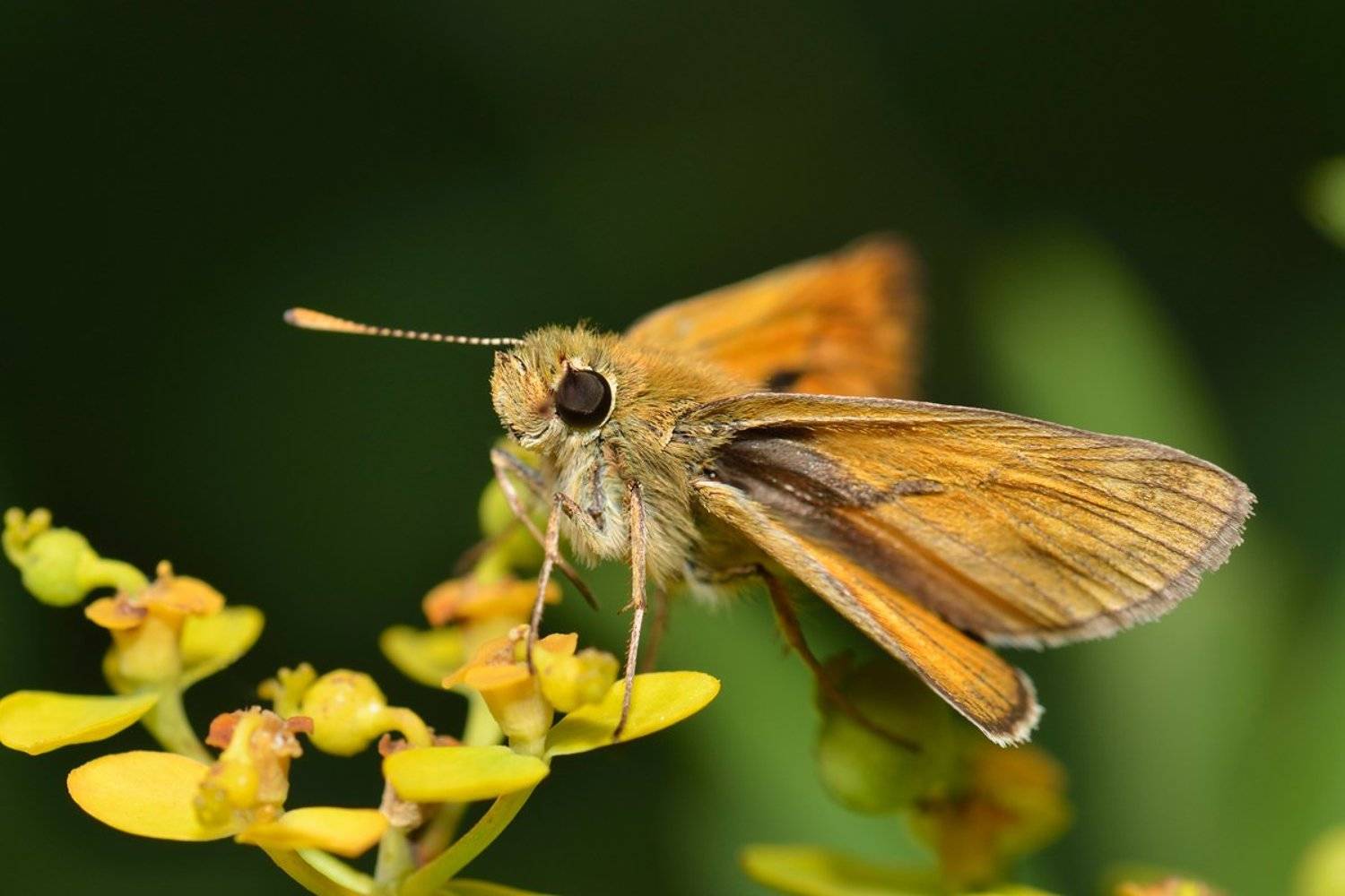 nikon, d7000, skipper, macro, close-up, nature, insect, lepidoptera, казахстан, макро, толстоголовка, насекомое, бабочка, чешуекрылые, Эдуард Ким