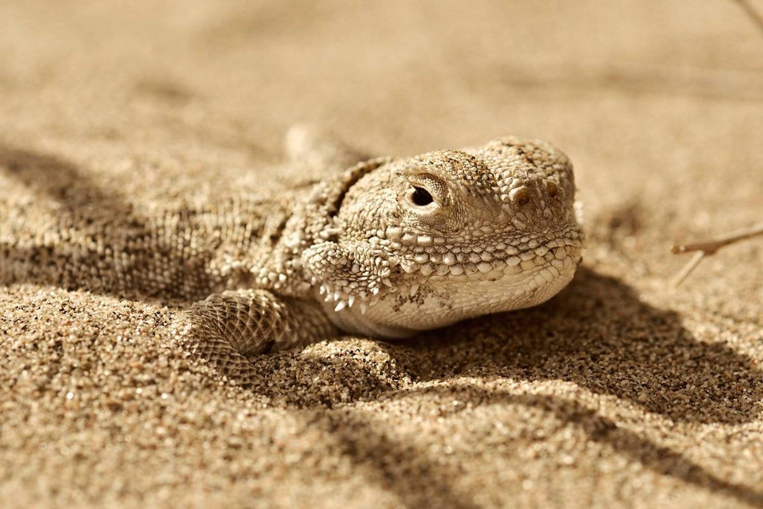 nikon, d7000, macro, nature, reptile, lizard, wildlife, phrynocephalus, mystaceus, animal, рептилия, пресмыкающееся, круглоголовка, животное, фотоохота, Эдуард Ким
