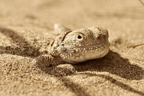 Phrynocephalus mystaceus