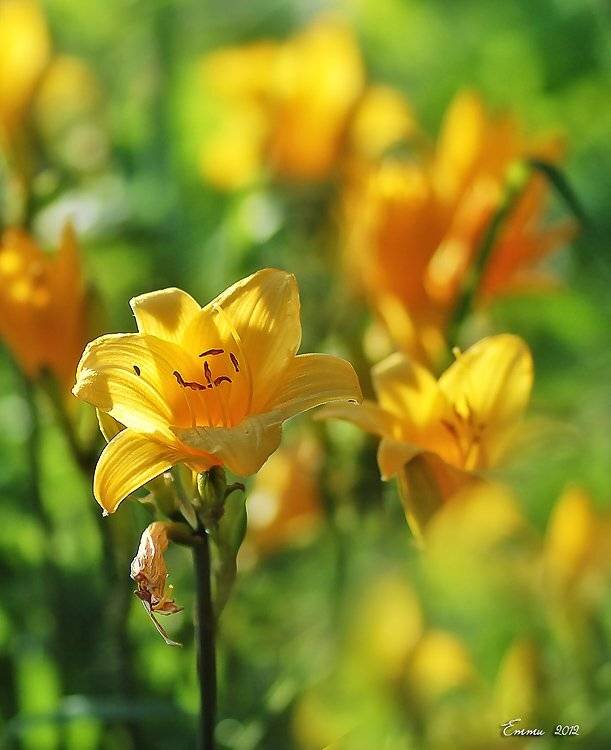 цветы, природа, лето, лилия, етти