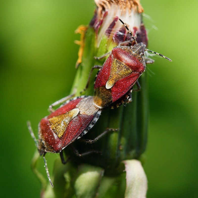 Про клопов, стрекозу и какую-то муху фото превью