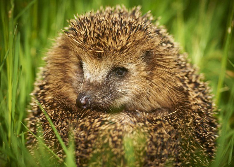 ежик, колючки Мр. Колючка фото превью