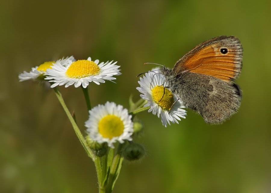 сенница, Cheplenko Aleksey