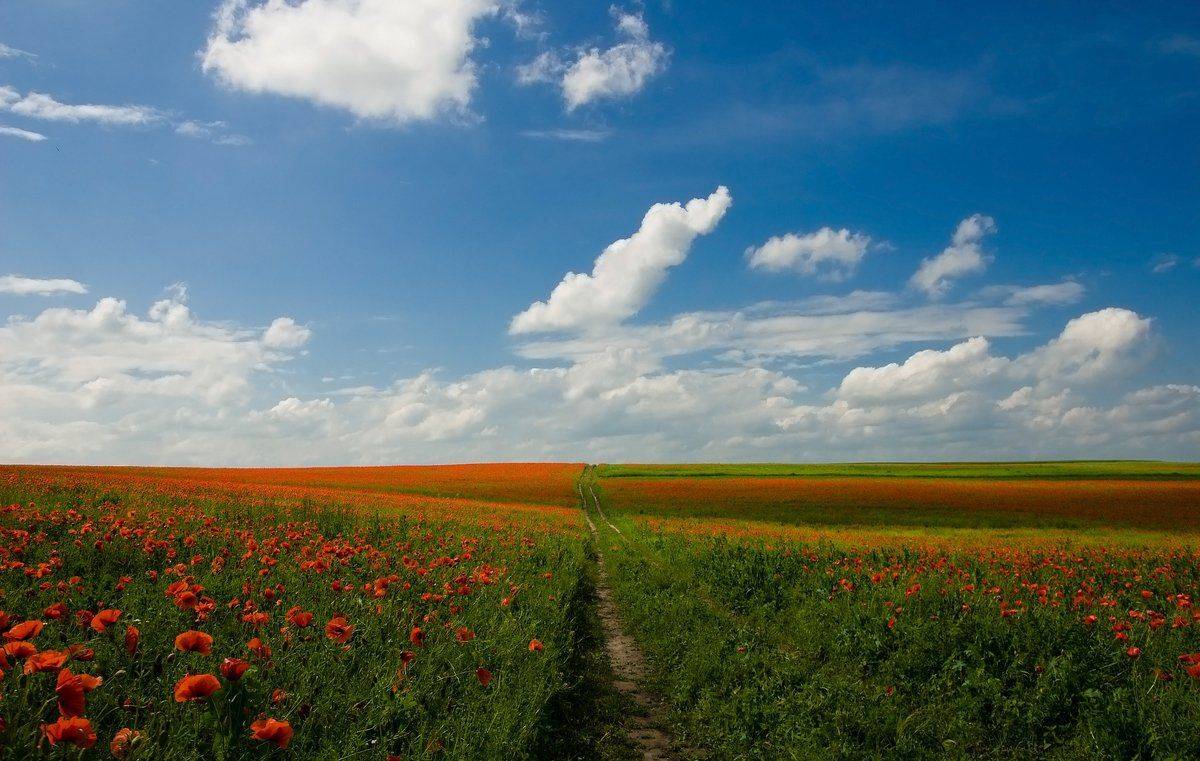 , Николай Шахманцир