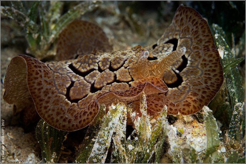 Королевская Мантия Плевробранха фото превью