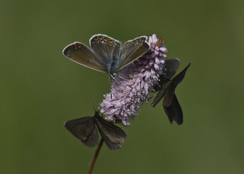 бабочки *** фото превью